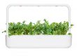 Rucola Click and Grow