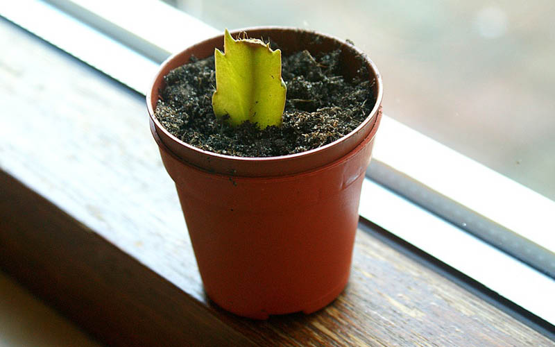 5 Regeln für den richtigen Standort | Indoor Garten Test 2021