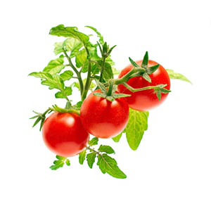 Mini Tomate Pflanze