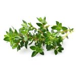 Thymian Click and Grow Kapsel | Indoor Garten Test 2021