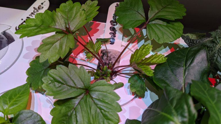 Schimmel Smart Garden vermeiden | Indoor Garten Test 2021