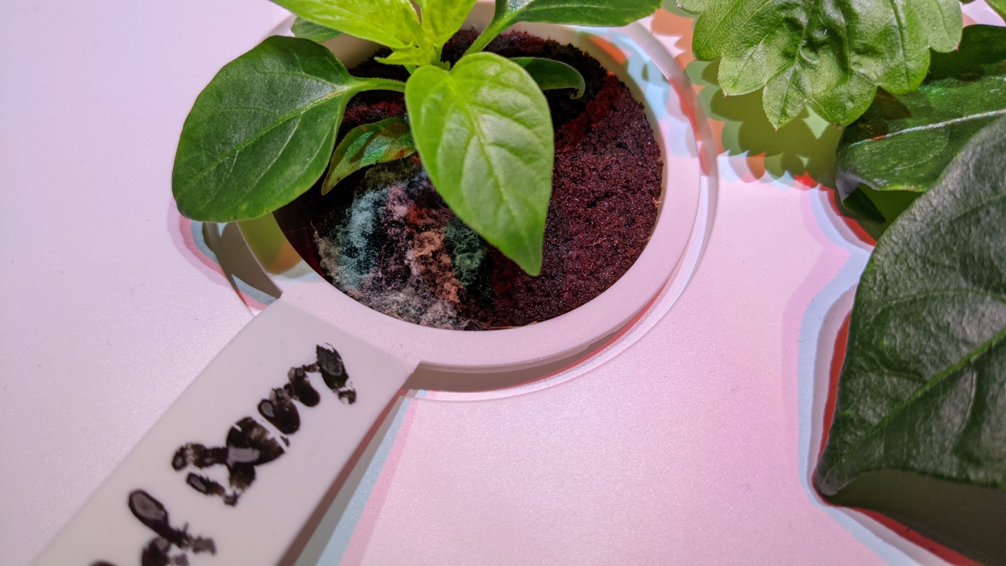 Schimmel Smart Garden vermeiden | Indoor Garten Test 2021
