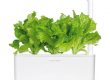 Grüner Salat Smart Garden