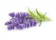 Lavendel Click and Grow