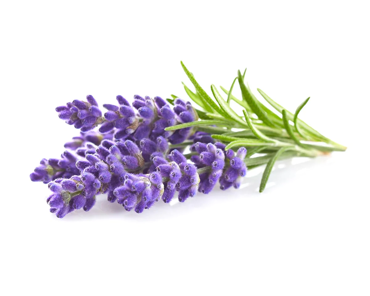 Lavendel Click and Grow