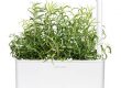 Rosmarin Smart Garden
